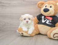 5 week old Havanese Puppy For Sale - Florida Fur Babies