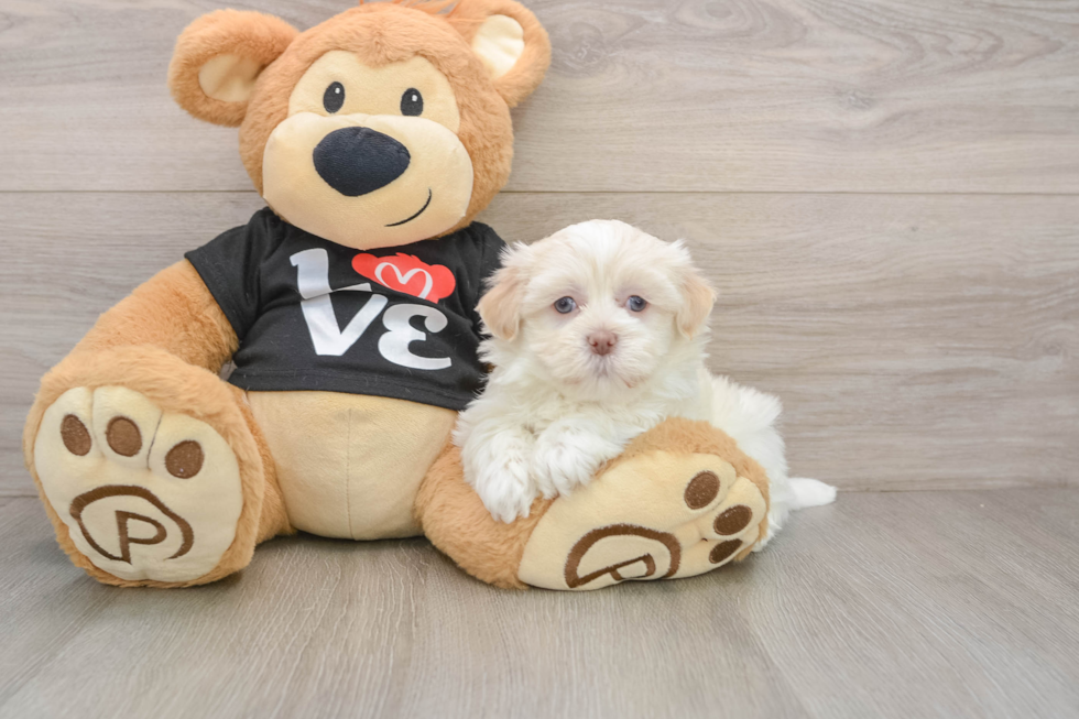 Adorable Bichon Habanero Purebred Puppy