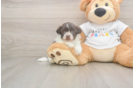 Havanese Puppy for Adoption