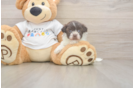Sweet Bichon Havanes Purebred Puppy