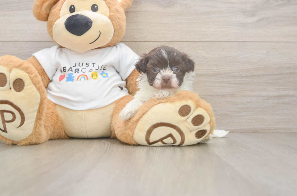 5 week old Havanese Puppy For Sale - Florida Fur Babies