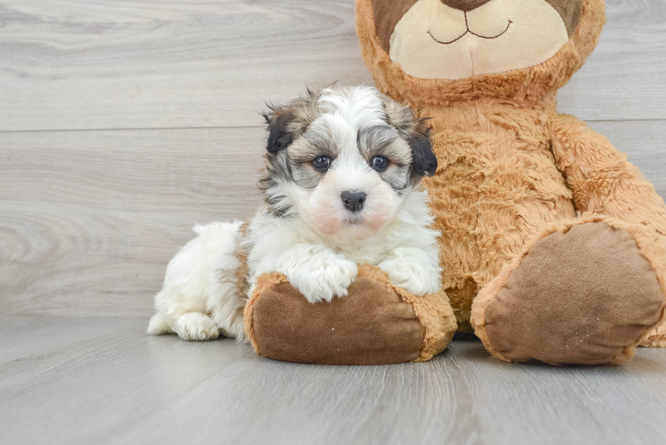 Purebred havanese puppies for hot sale sale