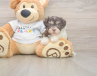6 week old Havanese Puppy For Sale - Florida Fur Babies