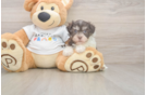 Popular Havanese Purebred Pup