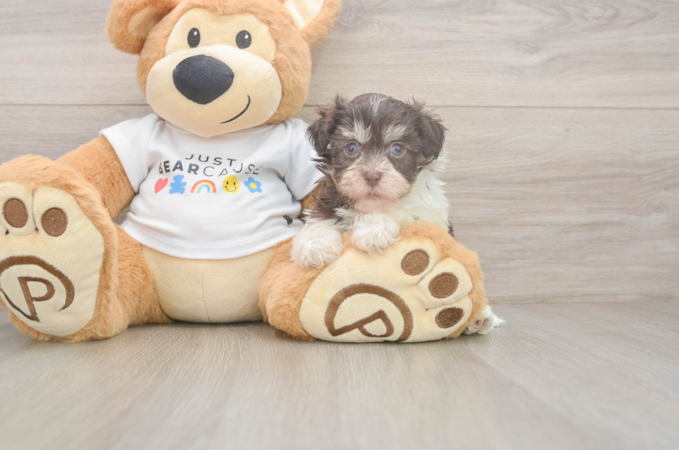 5 week old Havanese Puppy For Sale - Florida Fur Babies