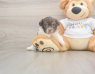 7 week old Havanese Puppy For Sale - Florida Fur Babies
