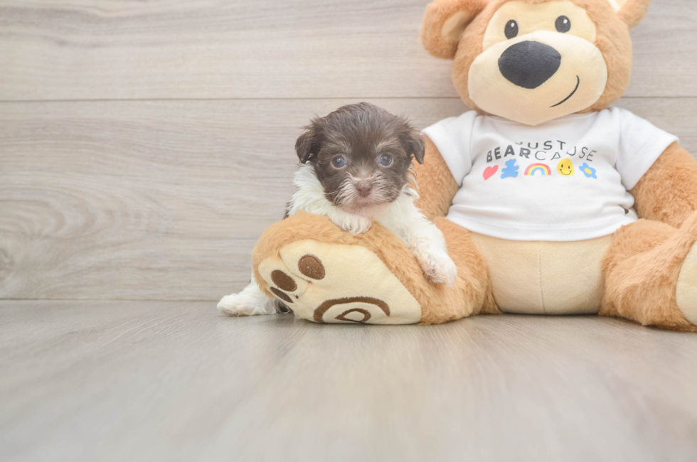 5 week old Havanese Puppy For Sale - Florida Fur Babies