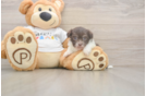 Petite Havaneser Purebred Puppy