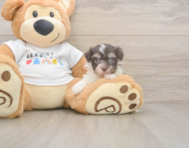9 week old Havanese Puppy For Sale - Florida Fur Babies