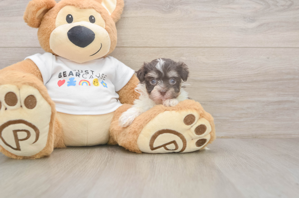 8 week old Havanese Puppy For Sale - Florida Fur Babies