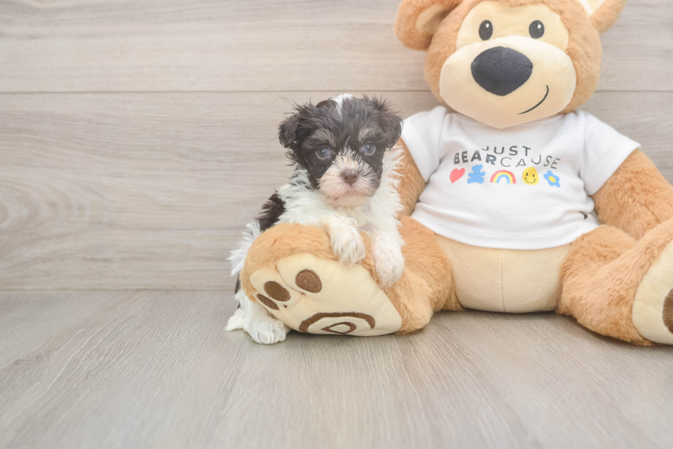 Havanese Puppy for Adoption