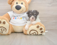 8 week old Havanese Puppy For Sale - Florida Fur Babies