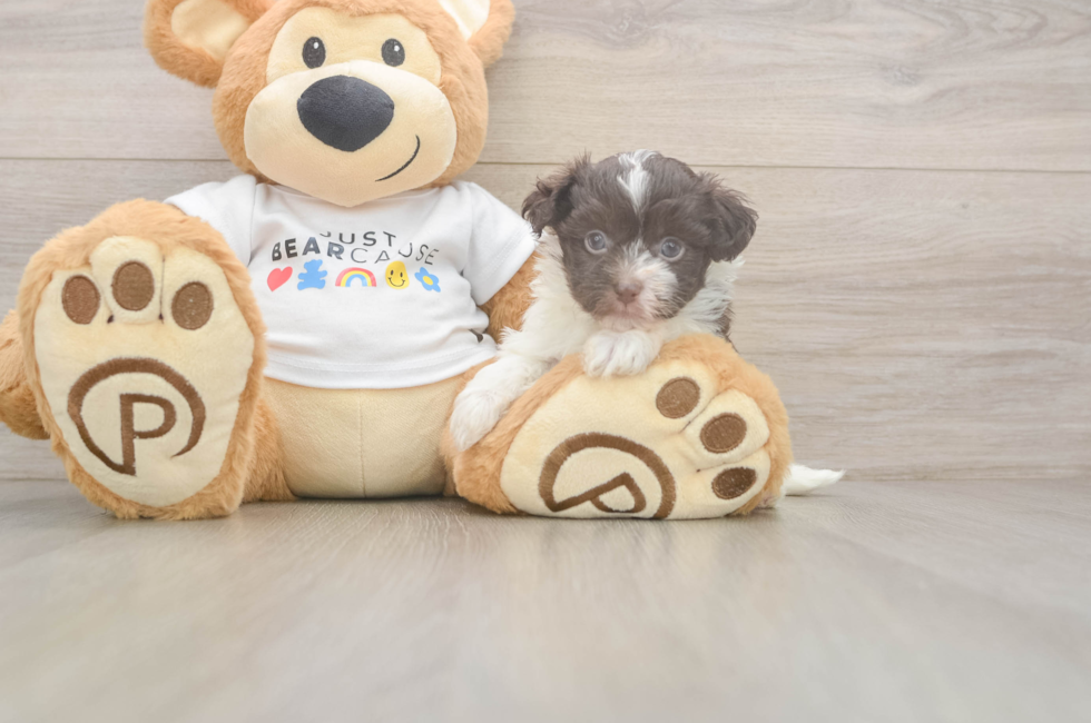 5 week old Havanese Puppy For Sale - Florida Fur Babies