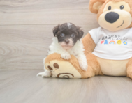 8 week old Havanese Puppy For Sale - Florida Fur Babies