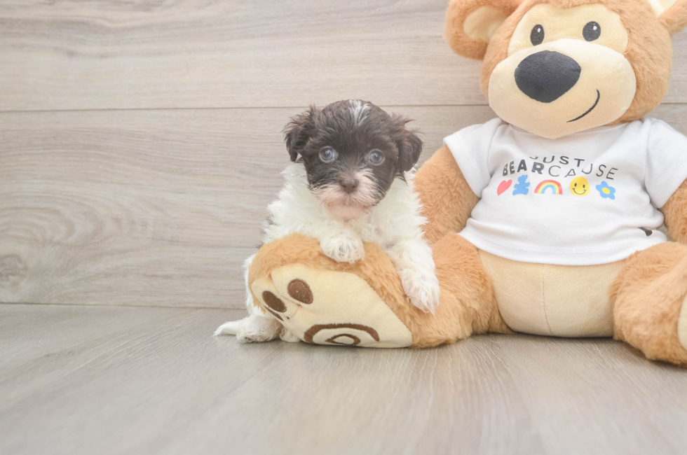 5 week old Havanese Puppy For Sale - Florida Fur Babies