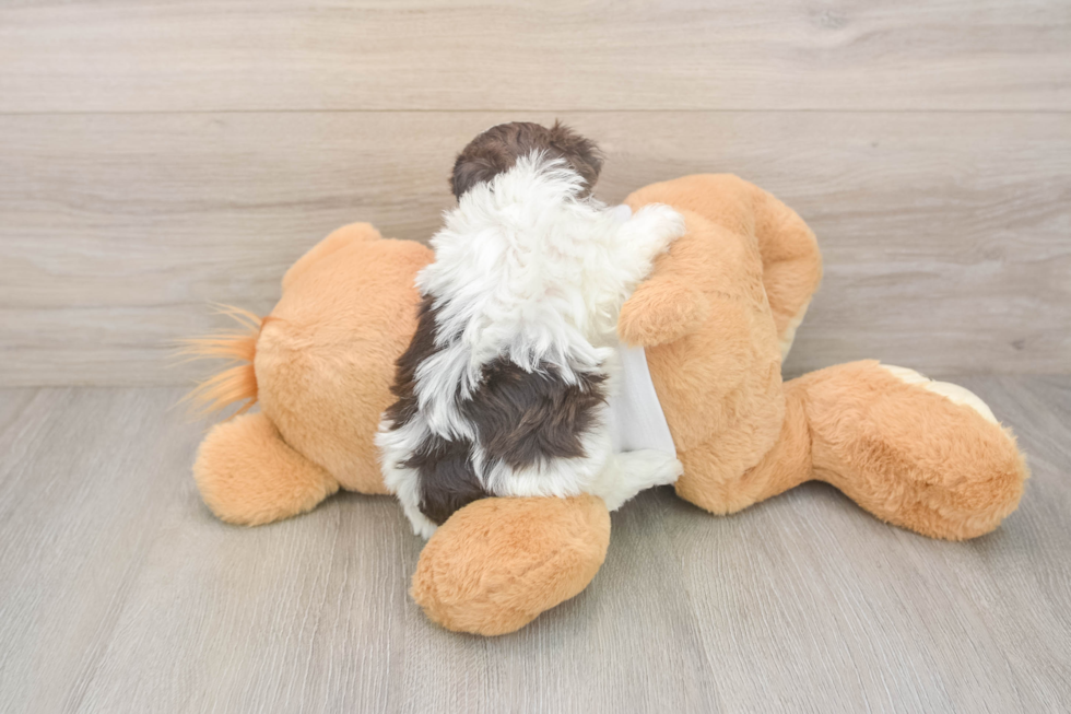 Havanese Pup Being Cute