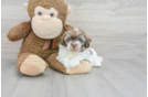 Sweet Havanese Purebred Puppy