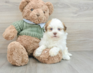 7 week old Havanese Puppy For Sale - Florida Fur Babies