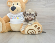 5 week old Havanese Puppy For Sale - Florida Fur Babies