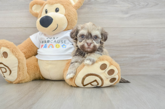 Havanese Pup Being Cute