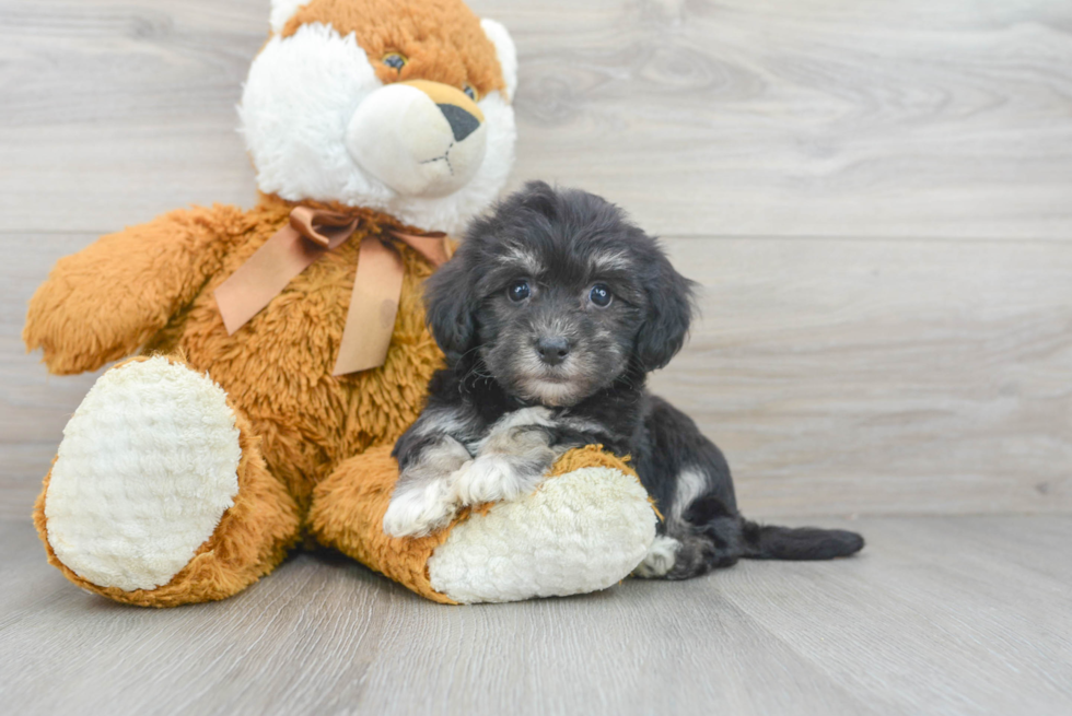 Cute Havanese Purebred Puppy