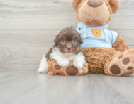 9 week old Havanese Puppy For Sale - Florida Fur Babies