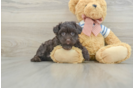 Cute Bichon Habanero Purebred Puppy