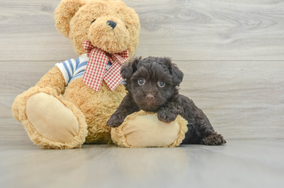 5 week old Havanese Puppy For Sale - Florida Fur Babies