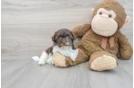Havanese Pup Being Cute