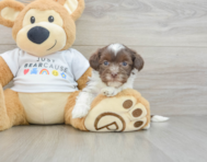 6 week old Havanese Puppy For Sale - Florida Fur Babies