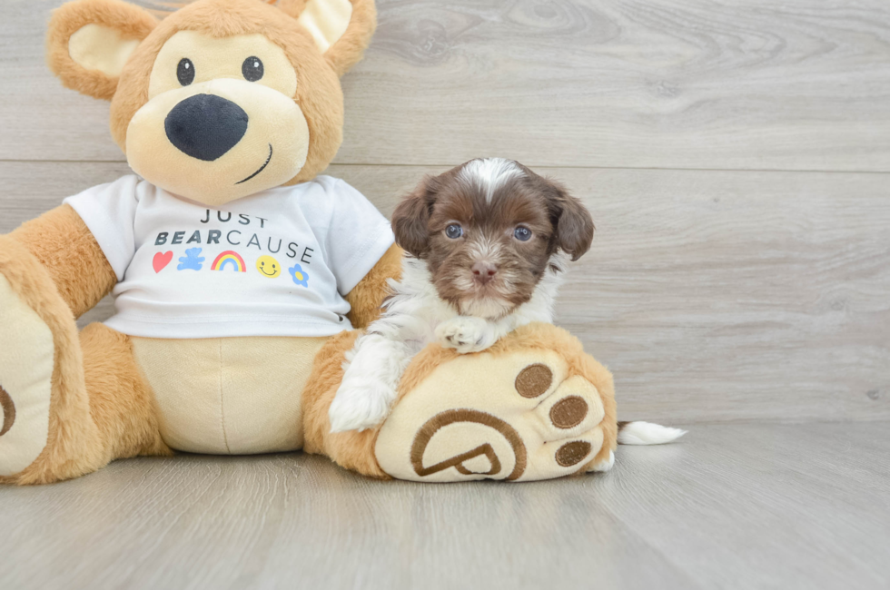 5 week old Havanese Puppy For Sale - Florida Fur Babies
