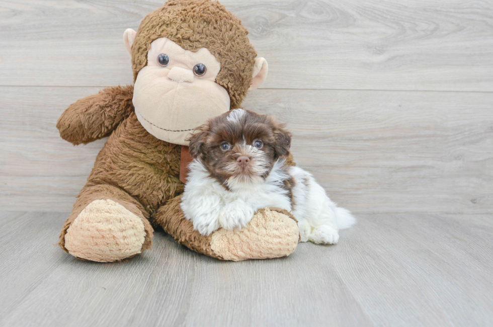 8 week old Havanese Puppy For Sale - Florida Fur Babies