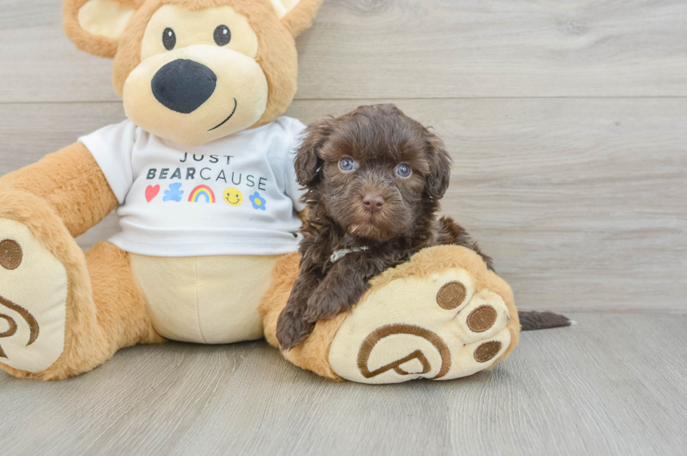 5 week old Havanese Puppy For Sale - Florida Fur Babies