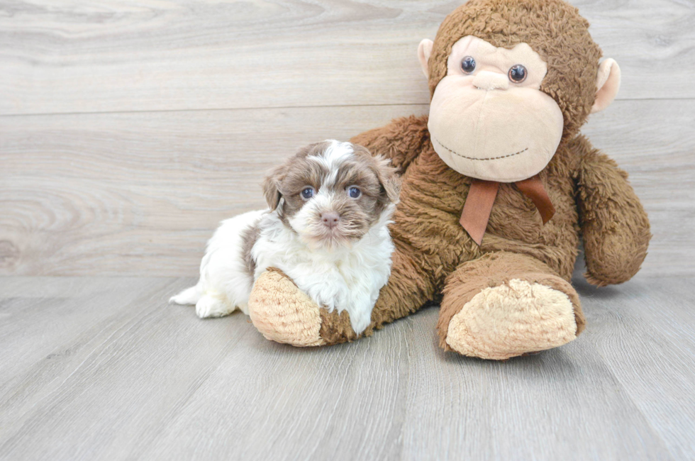 8 week old Havanese Puppy For Sale - Florida Fur Babies