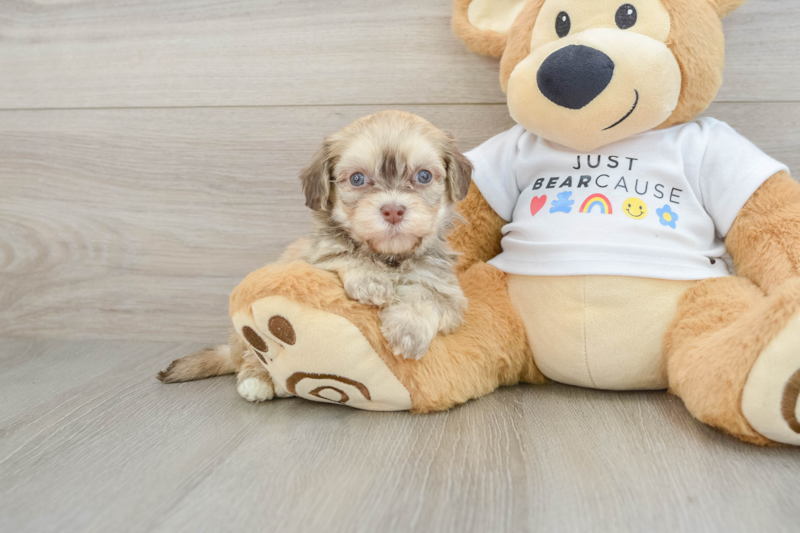 Meet Rio - our Havanese Puppy Photo 1/3 - Florida Fur Babies