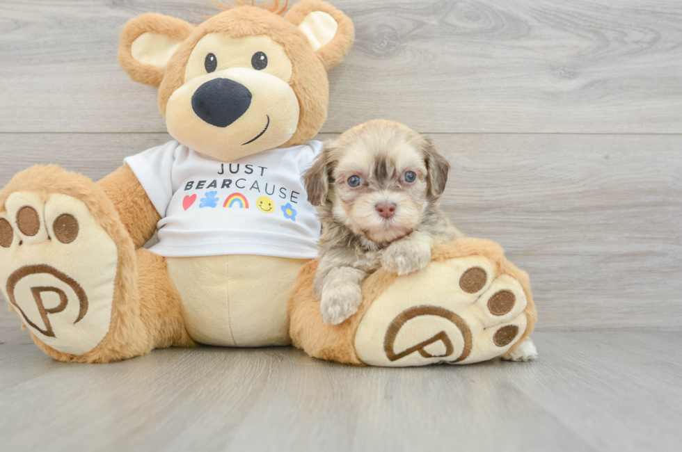 5 week old Havanese Puppy For Sale - Florida Fur Babies