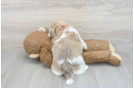 Akc Registered Havanese Baby