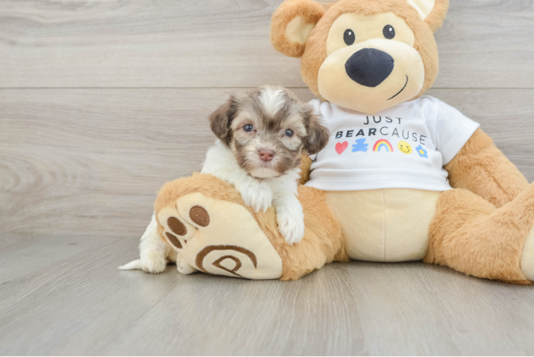 Petite Bichon Havanes Purebred Puppy