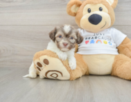 6 week old Havanese Puppy For Sale - Florida Fur Babies