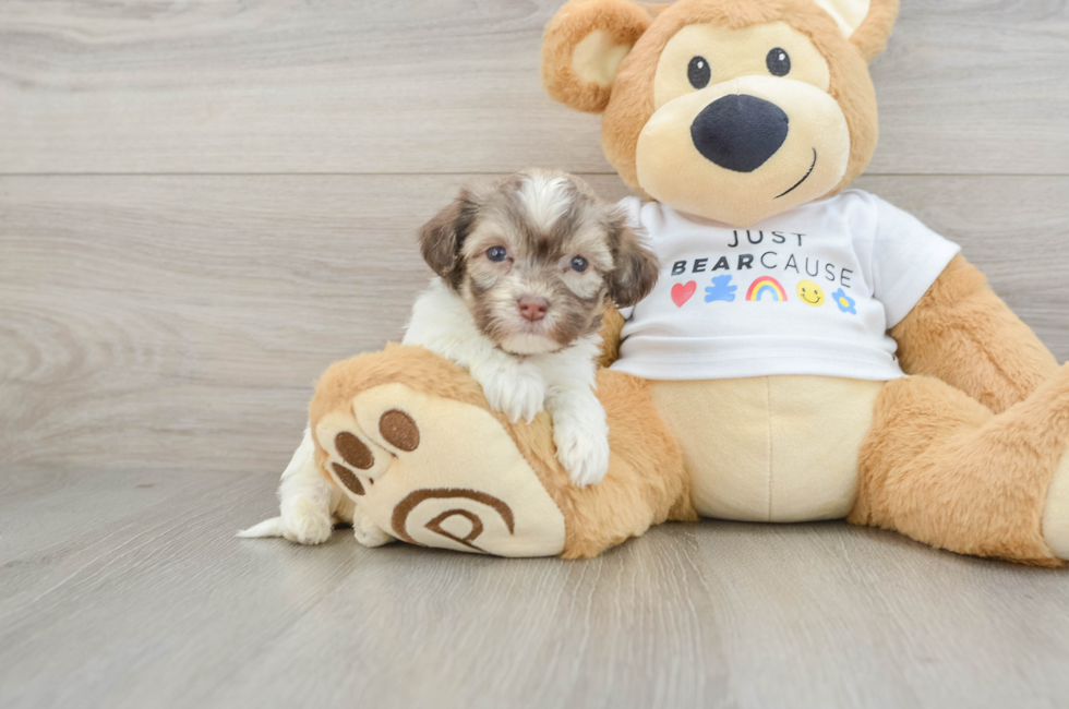 5 week old Havanese Puppy For Sale - Florida Fur Babies