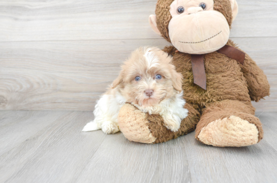 6 week old Havanese Puppy For Sale - Florida Fur Babies