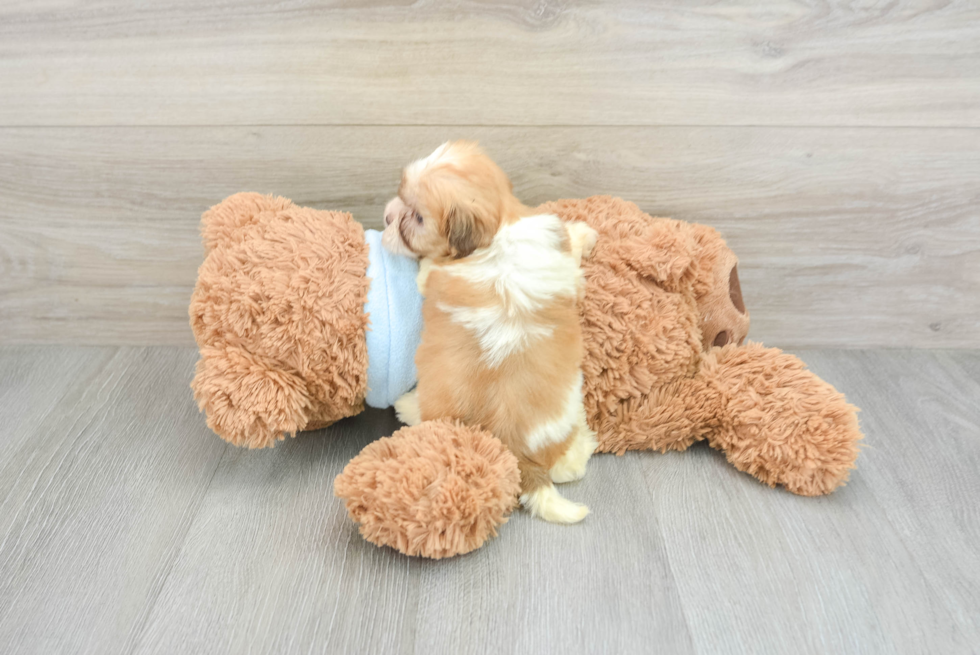 Fluffy Bichon Havanes Purebred Puppy