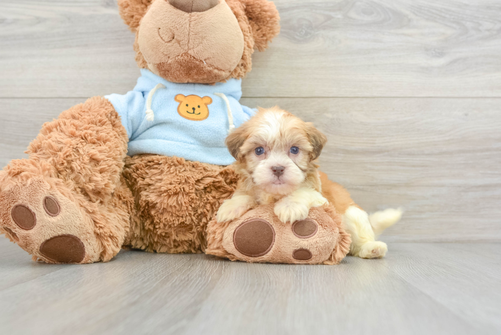 Havanese Puppy for Adoption