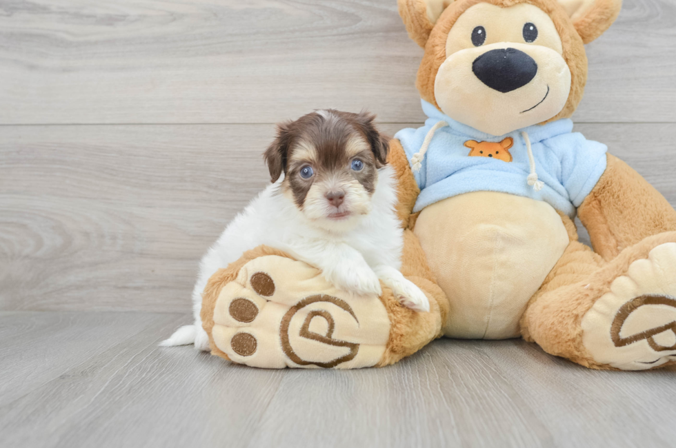 8 week old Havanese Puppy For Sale - Florida Fur Babies