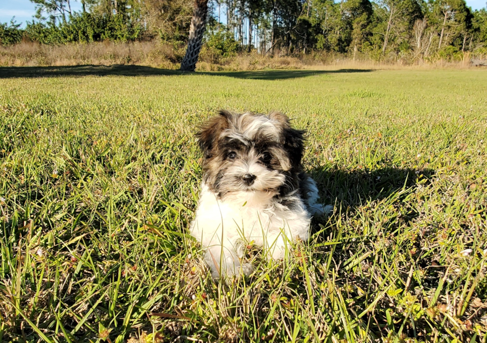 Havanese Puppy for Adoption