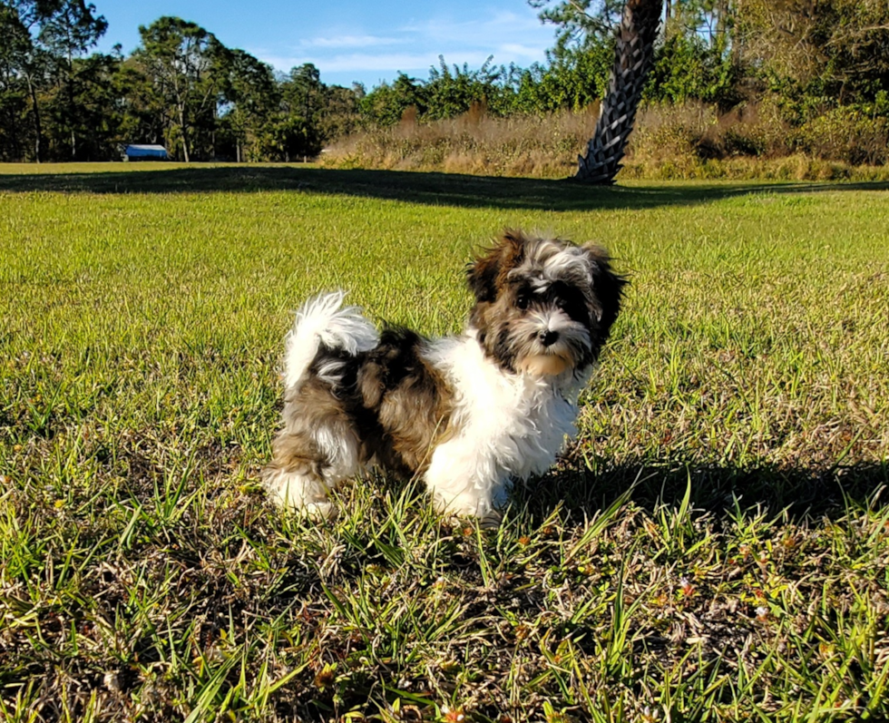 Havanese Puppy for Adoption