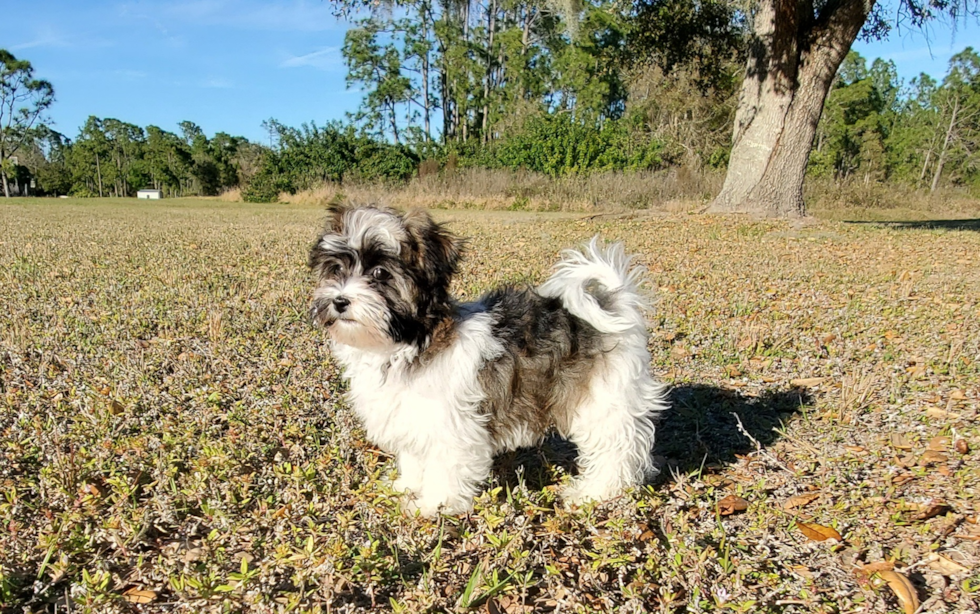 Best Havanese Baby