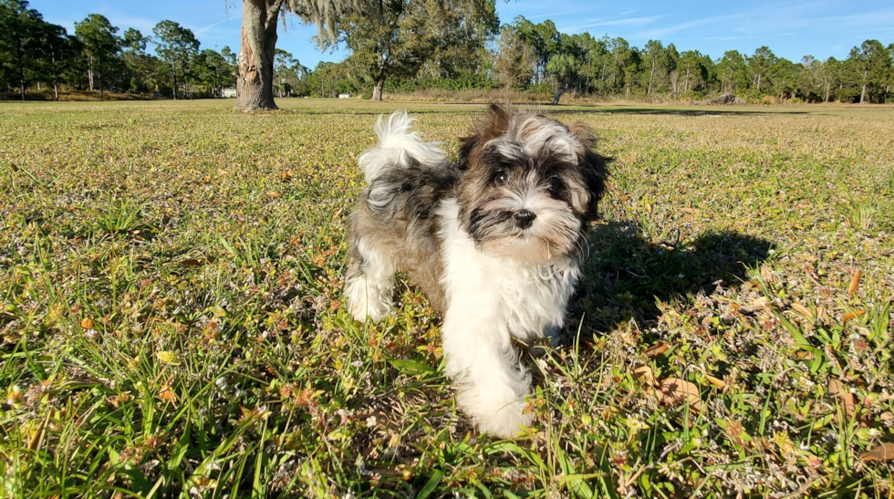 Best Havanese Baby