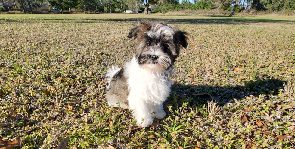 Havanese Puppy for Adoption