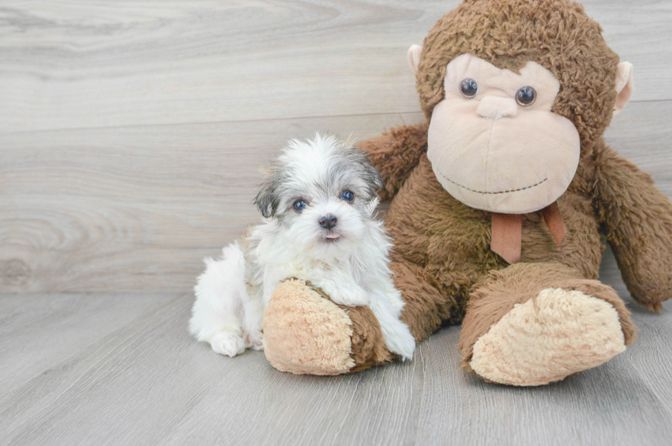 7 week old Havanese Puppy For Sale - Florida Fur Babies